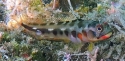 Barnacle Blenny - Acanthemblemaria Balanorum
