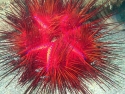 Fire Urchin - Asthenosoma varium