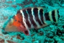Red Breasted Wrasse - Cheilinus fasciatus