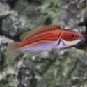 Labout's Fairy Wrasse - Cirrhilabrus laboutei