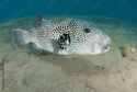 Starry Puffer - Arothron stellatus