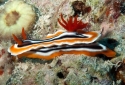 Sea Slug - Chromodoris sp.