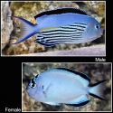 Watanabei Angelfish - Genicanthus watanabei
