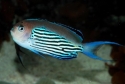 Watanabei Angelfish - Genicanthus watanabei