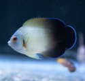 Half Black Angelfish - Centropyge vroliki
