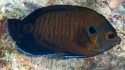 Bluefin Angelfish - Centropyge multispinis
