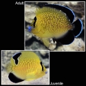Goldflake Angelfish - Apolemichthys xanthopunctatus