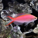 Princess Anthias - Pseudanthias smithvanizi 