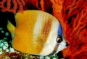 Sunburst Butterflyfish - Chaetodon kleini 