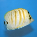 Pebbled Butterflyfish - Chaetodon multicinctus