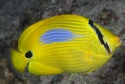 Blue Blotch Butterfly - Chaetodon plebeius