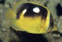 Fourspot Butterflyfish - Chaetodon quadrimaculatus 