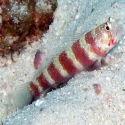 Wheeler's Shrimp Goby - Amblyeleotris wheeleri