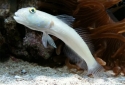 Sleeper Blue Dot Goby - Valenciennea sexguttata