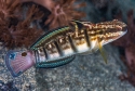 Dragon Goby - Amblygobius phalaena