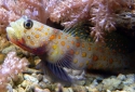 Orange Spotted Goby - Amblyeleotris guttata