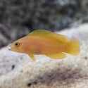 Yellow Pseudochromis - Pseudochromis aureus
