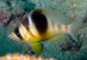 Barred Hamlet - Hypoplectrus puella