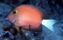 White Tail Yellow Eye Tang - Ctenochaetus flavicauda