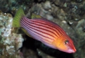 Eight Lined Wrasse - Pseudocheilinus octotaenia
