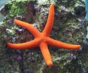 Linckia Starfish - Linckia sp.