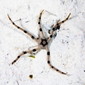 Serpent Banded Starfish