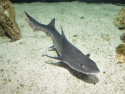 Smooth Hound Shark - Mustelus californicus