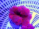 Red Carpet Saddle Anemone - Stichodactyla haddoni
