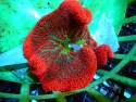 Red Carpet Saddle Anemone - Stichodactyla haddoni