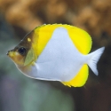 Pyramid Butterflyfish - Hemitaurichthys polylepis