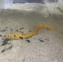 Yellow Canary Eel - Gymnothorax miliaris 