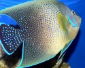 Koran Angelfish - Pomacanthus semicirculatus 