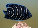 Koran Angelfish - Pomacanthus semicirculatus 