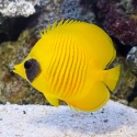 Golden Butterflyfish - Chaetodon semilarvatus