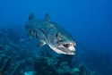 Saltwater Barracuda fish