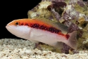 Red Louti Grouper - Variola louti