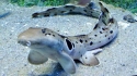 Epaulette Shark - Hemiscyllium sp.