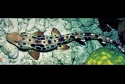 Epaulette Shark - Hemiscyllium sp.
