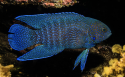 Blue Devil Grouper - Paraplesiops meleagris
