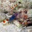 Blue Coral Banded Shrimp - Stenopus tenuirostris