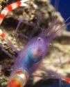 Blue Coral Banded Shrimp