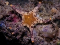 Double Tile Star - Tosia sp.