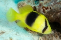 Two-Banded Grouper - Diploprion bifasciatus