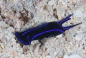 Velvet Sea Slug - Chelidonura varians 
