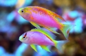 Ventralis Anthias - Pseudanthias ventralis
