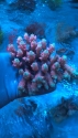 Australia Acropora Box Lots