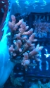 Australia Acropora Box Lots
