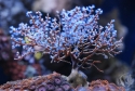 Blueberry Gorgonian - Acalycigorgia sp.