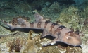 White Spotted Bamboo Shark (Chiloscyllium plagiosum)