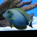 Maculiceps Tang - Acanthurus maculiceps